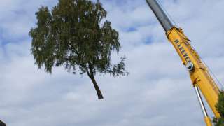 rooien van een berkenboom in udenhout baksenbosch